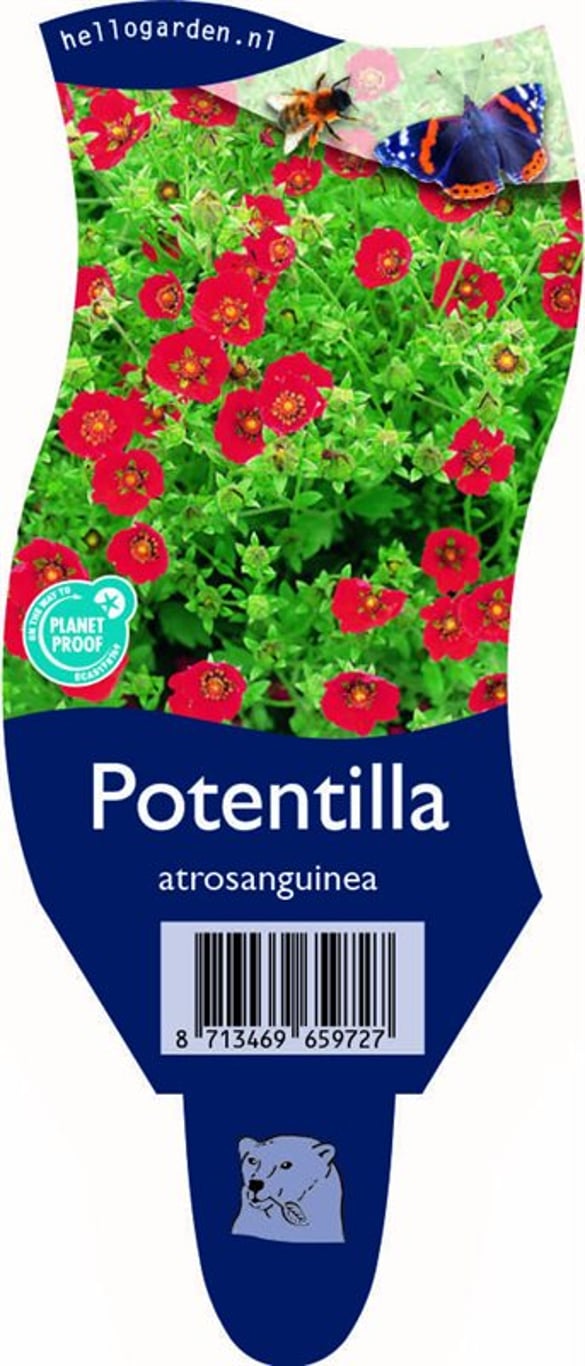 Potentilla atrosanguinea - P11